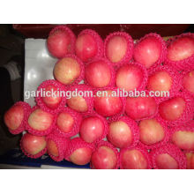 Fresh apple fruit/Chinese fresh apple/Wholesale price apple fruit